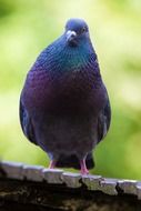 colorful important dove