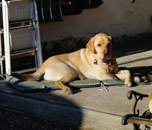 yellow labrador in the garage