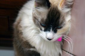 cute domestic cat in Venezuela