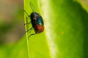 black fly on the grass close up