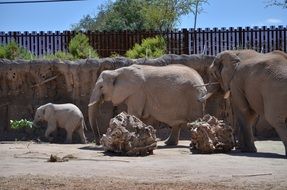 cute african elephant family