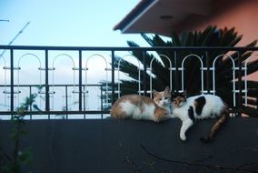 two Cats lying together at fence