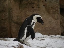penguin in Antarctica