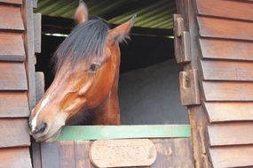 bay Horse head looking from window of stable