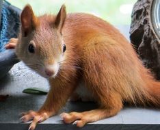 charming Brown Squirrel