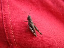 Grasshopper on red fabric