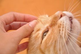 the red cat likes to be petted