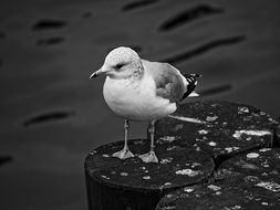 Seagull Standing on pole at water