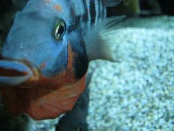 blue fish in water