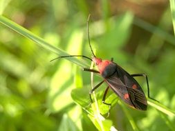 saproxylic Bug