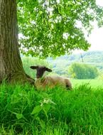 Cute sheep on the farm