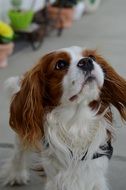 Cavalier King Charles Spaniel on the street on a leash