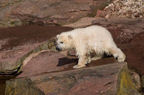 cute young white bear in the zoo