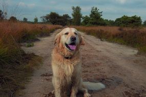 Colorful, beautiful and cute dog near the forest among the plants