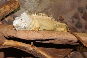 green spiny lizard