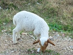 lamb on a rocky road