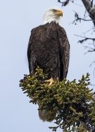 Bald Eagle on a high tree