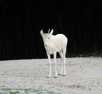 photo of a white gazelle in the wild