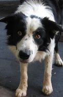 black and white australian shepherd