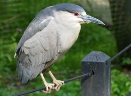 grey bird in a wildlife