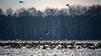 wild geese on the winter field