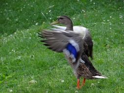 duck with blue feathers on a green meadow
