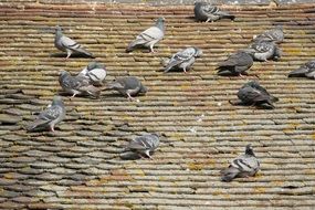 many pigeons on the old roof