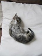 the kitten is lying on a white pillow