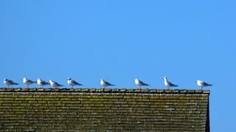 a group of seagulls sitting on the house roof