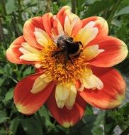 charming Marigold