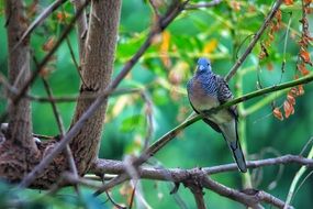 dove on a tree