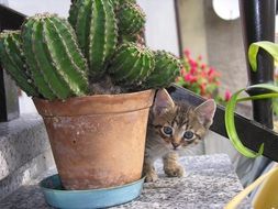 Cat and Cactus