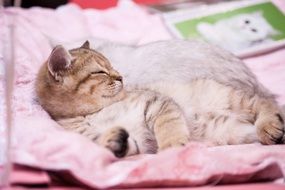 the kitten is lying on a pink bedspread
