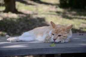 homeless cat on a bench in the park