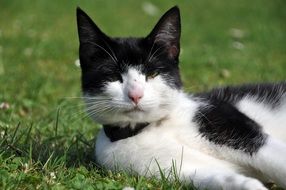 lazy black and white cat