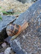 snail crawling on stone in the garden