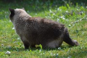 brown beige cat outdoor