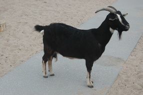 standing black goat
