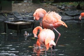 Flament Pink flamingos