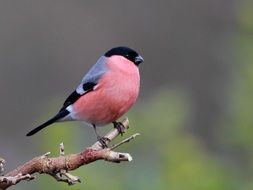 Chaffinch is a bird with a red breast