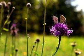 butterfly on a purple flower on a summer day