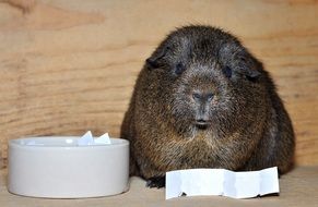 guinea pig near the bowl of food