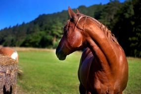 stallion on green pasture