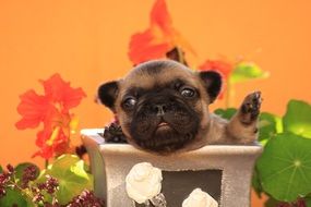 funny bulldog puppy on colorful background