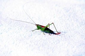 Grasshopper on a white Macro photo