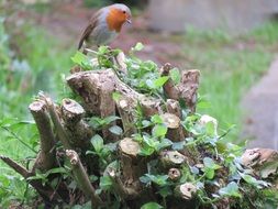 european robin in the forest