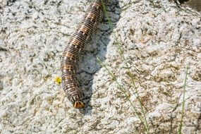 brown caterpillar
