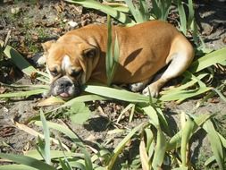 charming Bulldog