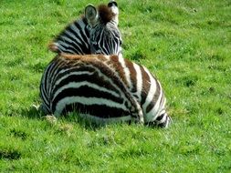 zebra on green grass close-up