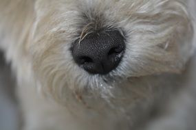 black nose of a white dog